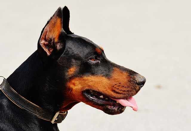 Child Safety Tips to Prevent Dog Bites